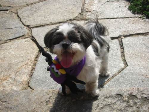 Nickle the Wonder Dog